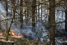 Zagrożenie pożarami - jak zachować się w lesie